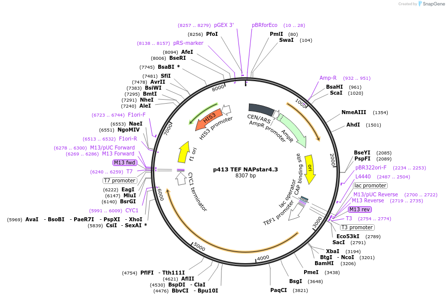 232743-plasmid-map-sequence-id-464313