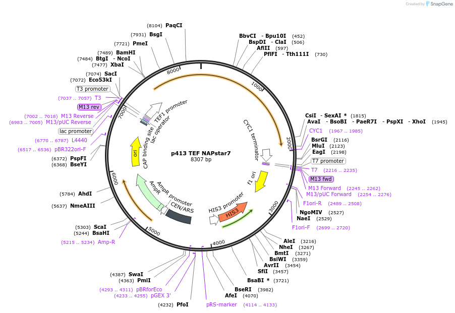 232744-plasmid-map-sequence-id-464314