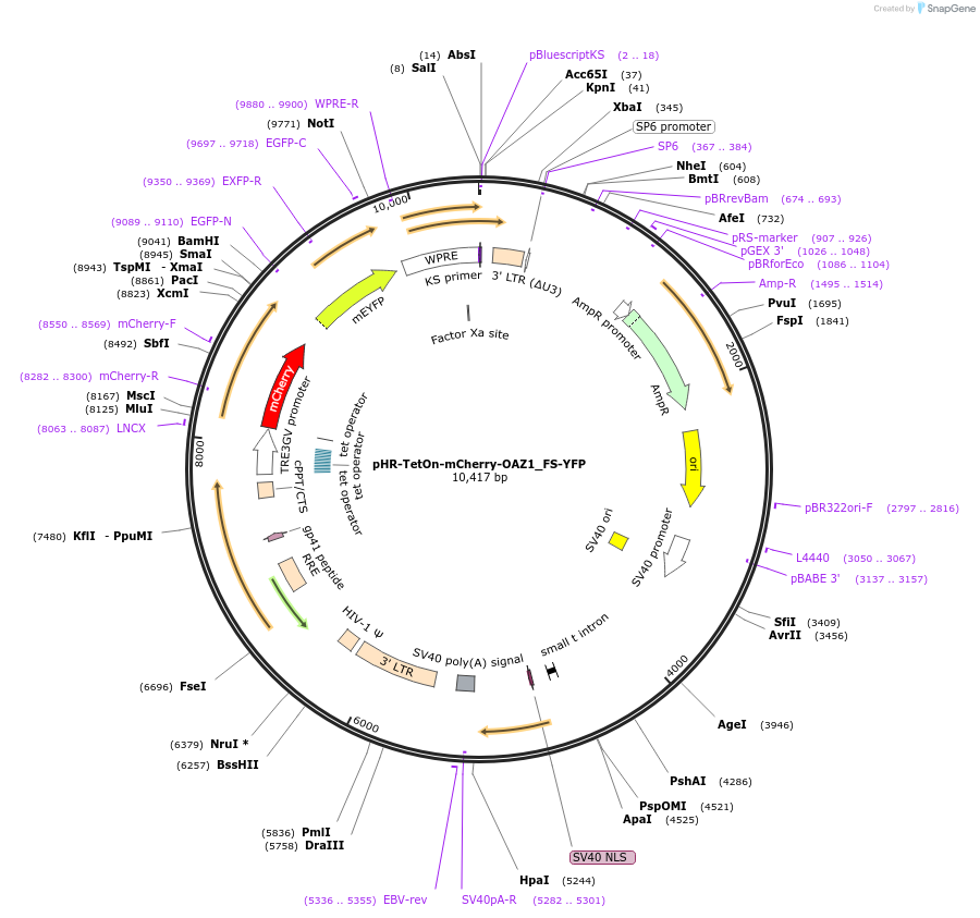 232356-plasmid-map-sequence-id-464328