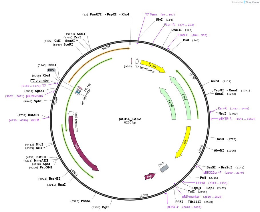 234172-plasmid-map-sequence-id-464329