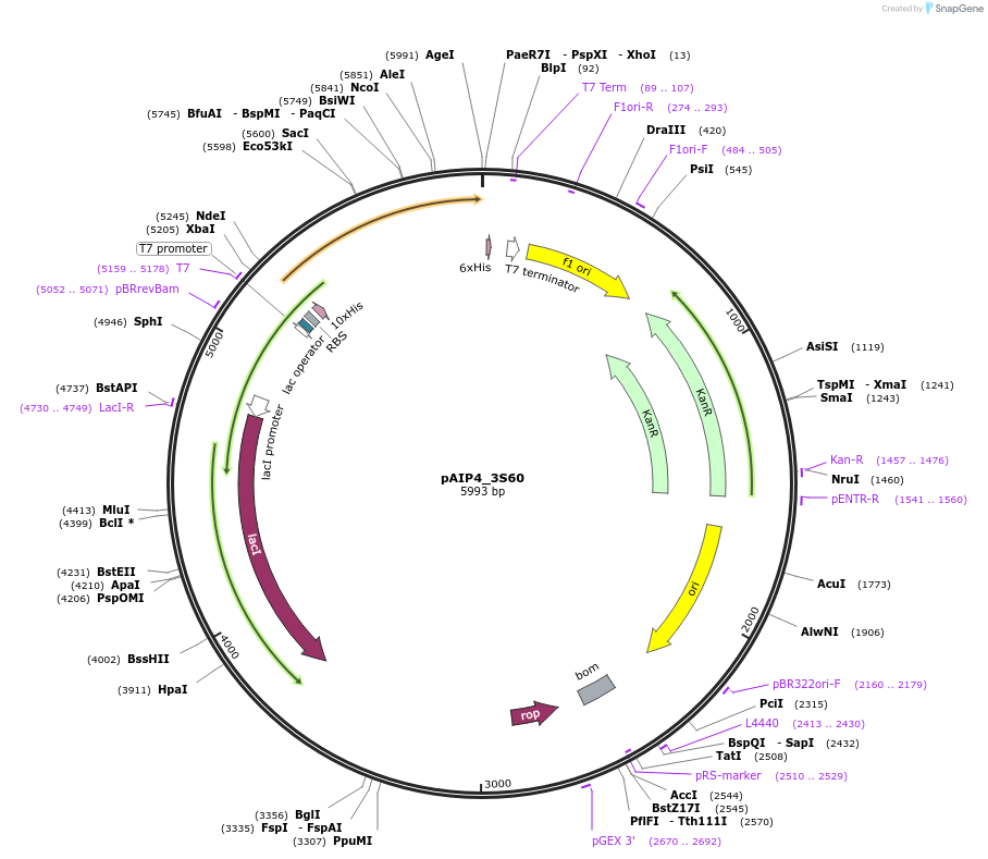 234231-plasmid-map-sequence-id-464330
