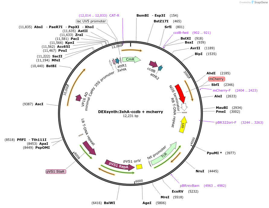 233313-plasmid-map-sequence-id-464360