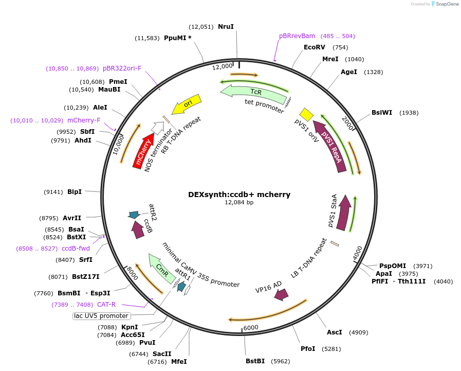 233315-plasmid-map-sequence-id-464362