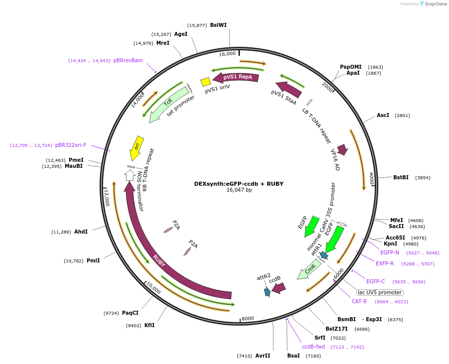 233316-plasmid-map-sequence-id-464381