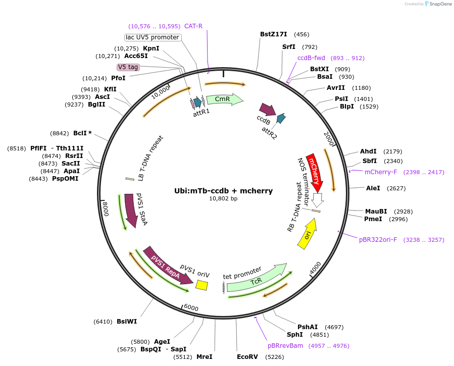 233304-plasmid-map-sequence-id-464382