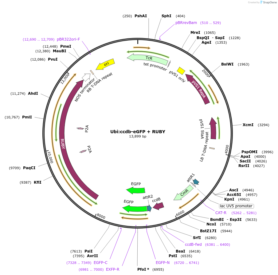 233310-plasmid-map-sequence-id-464384