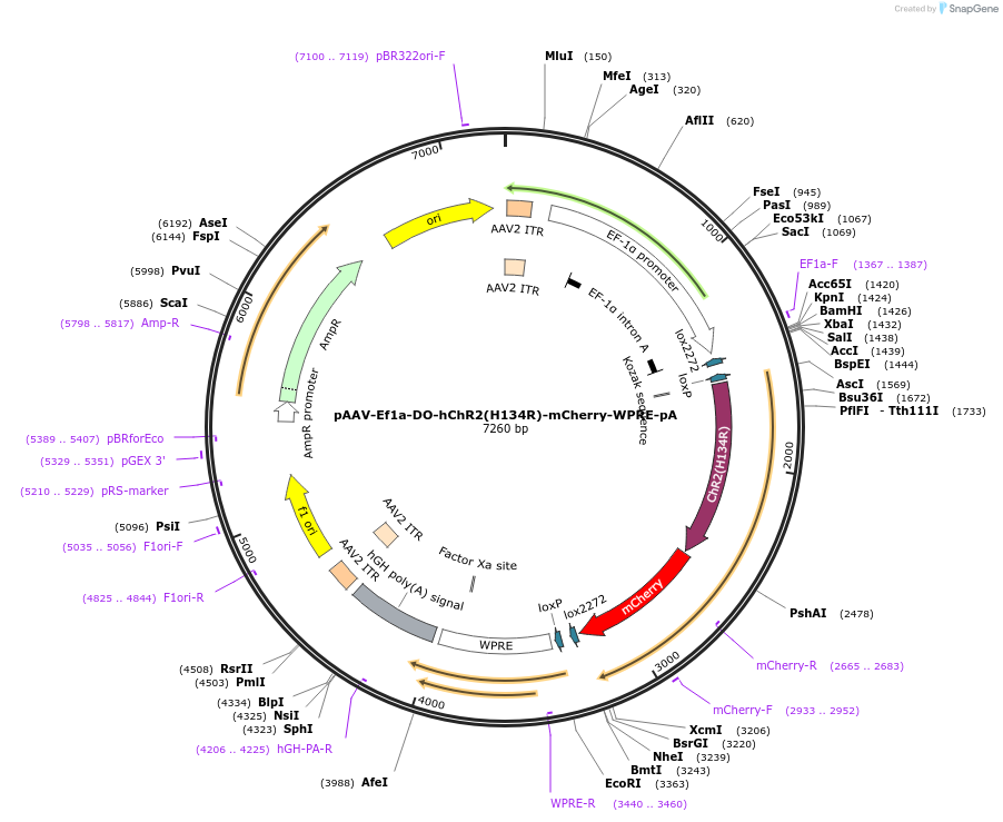 37082-plasmid-map-sequence-id-46439