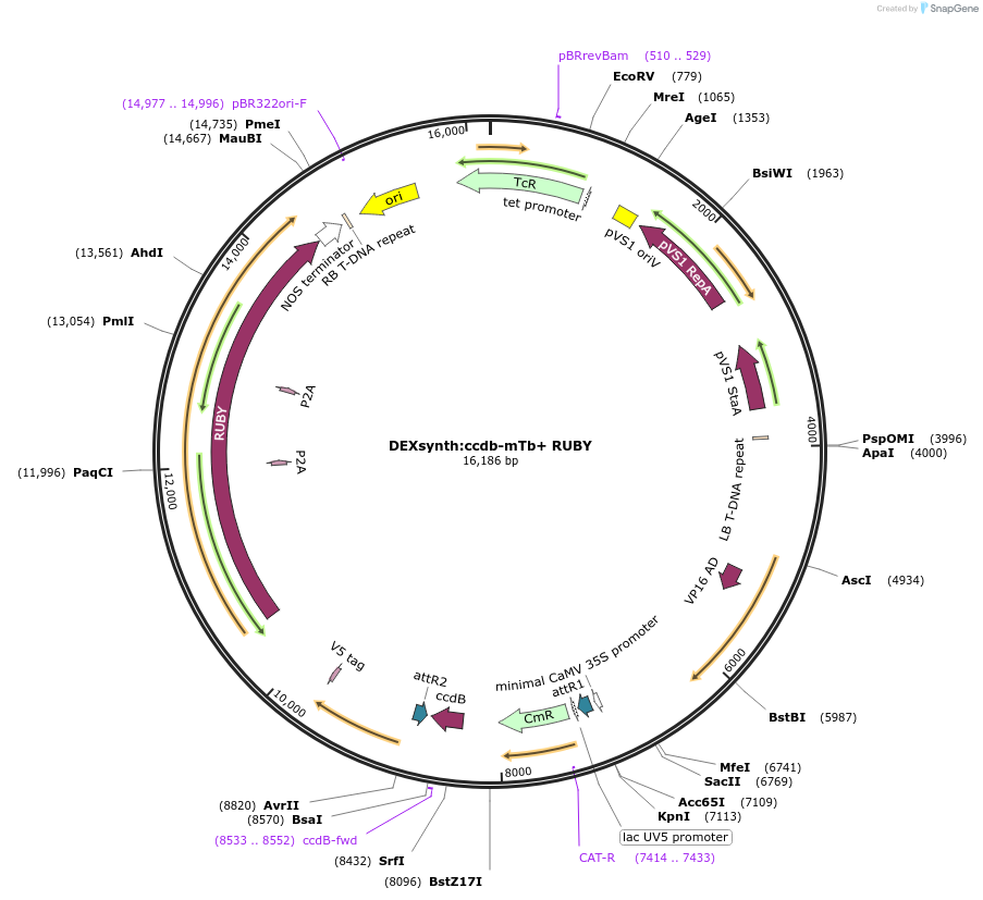 233322-plasmid-map-sequence-id-464453