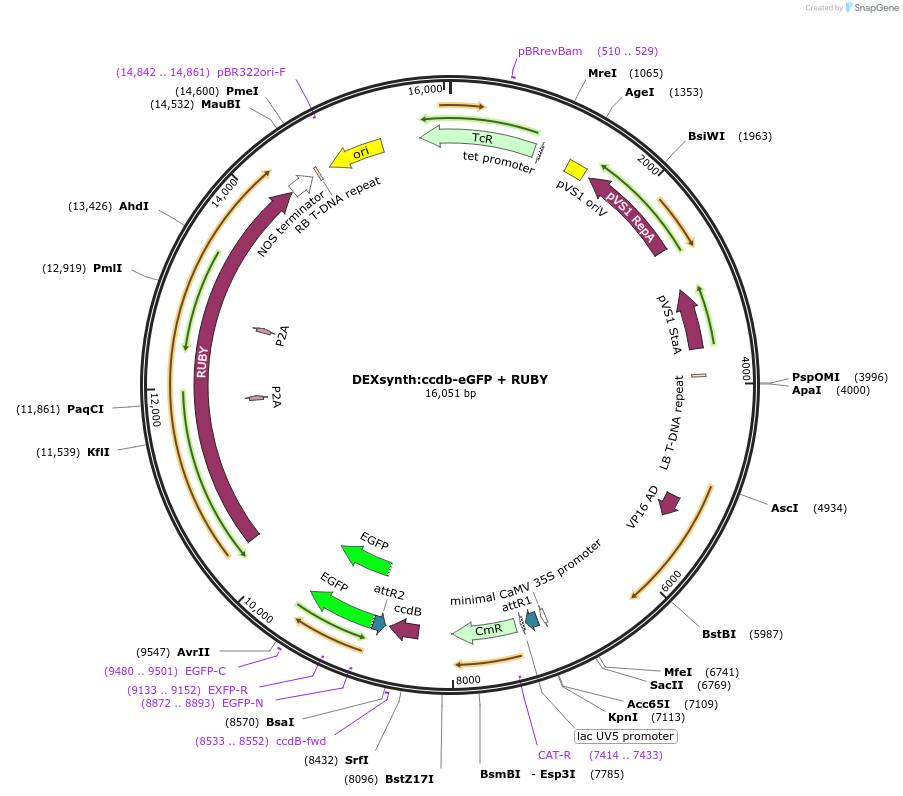 233317-plasmid-map-sequence-id-464455