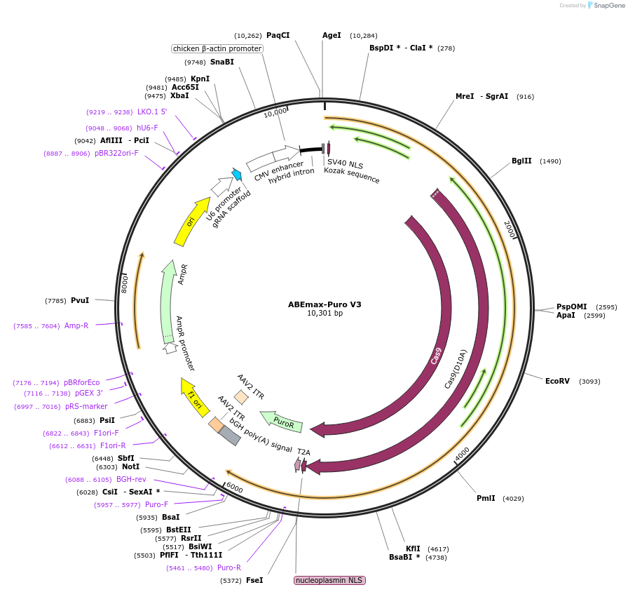 226956-plasmid-map-sequence-id-464531