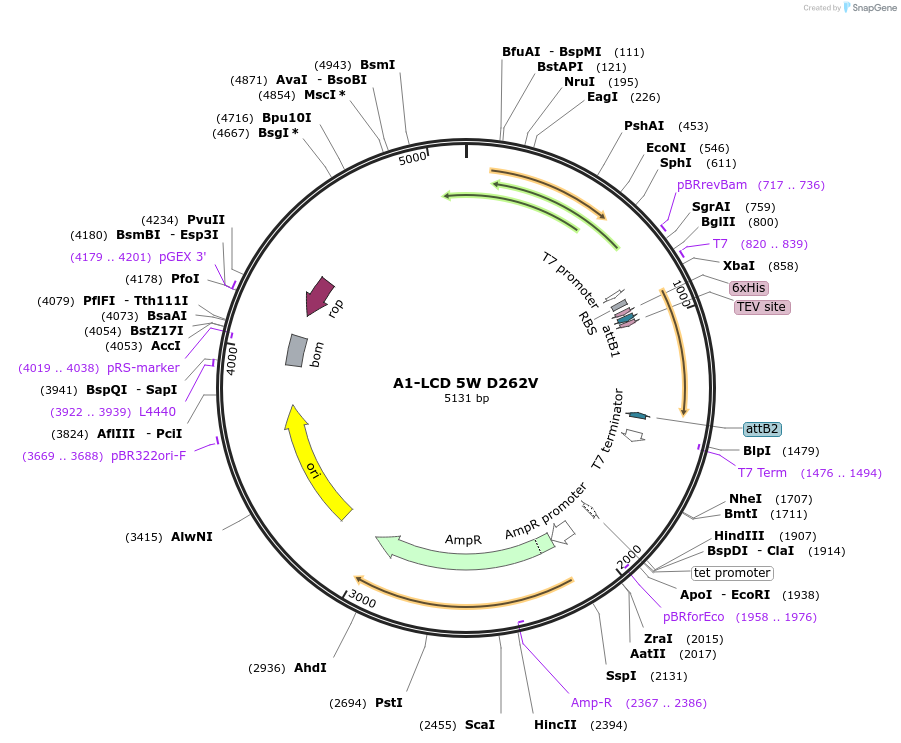 234617-plasmid-map-sequence-id-464532