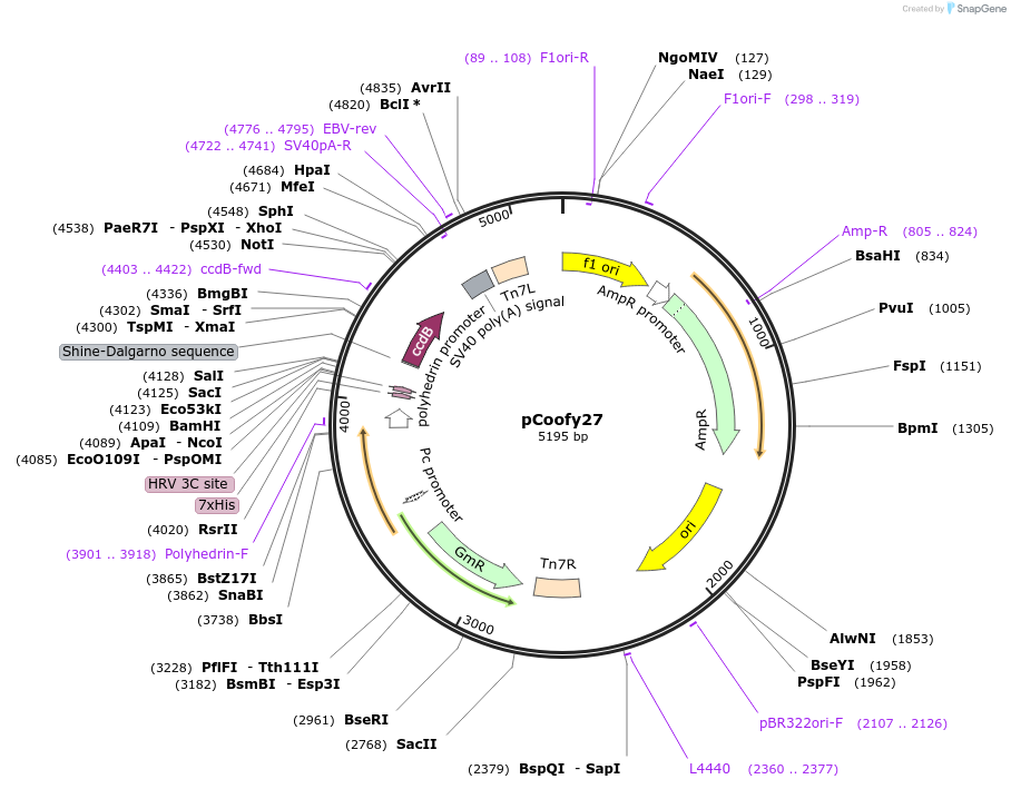 44003-plasmid-map-sequence-id-464533