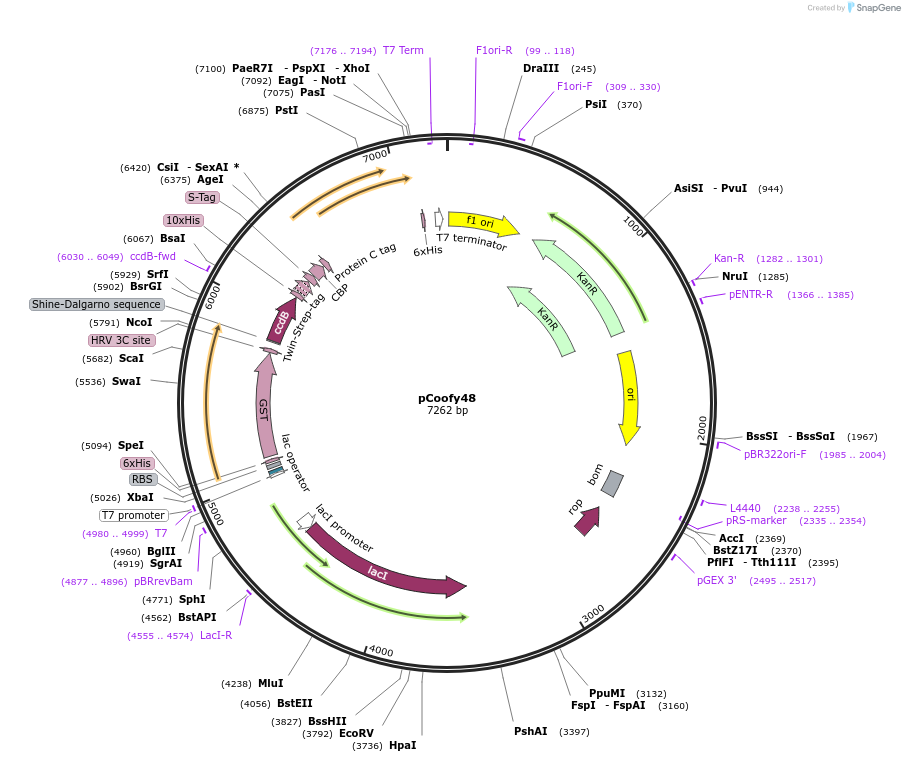 55186-plasmid-map-sequence-id-464535