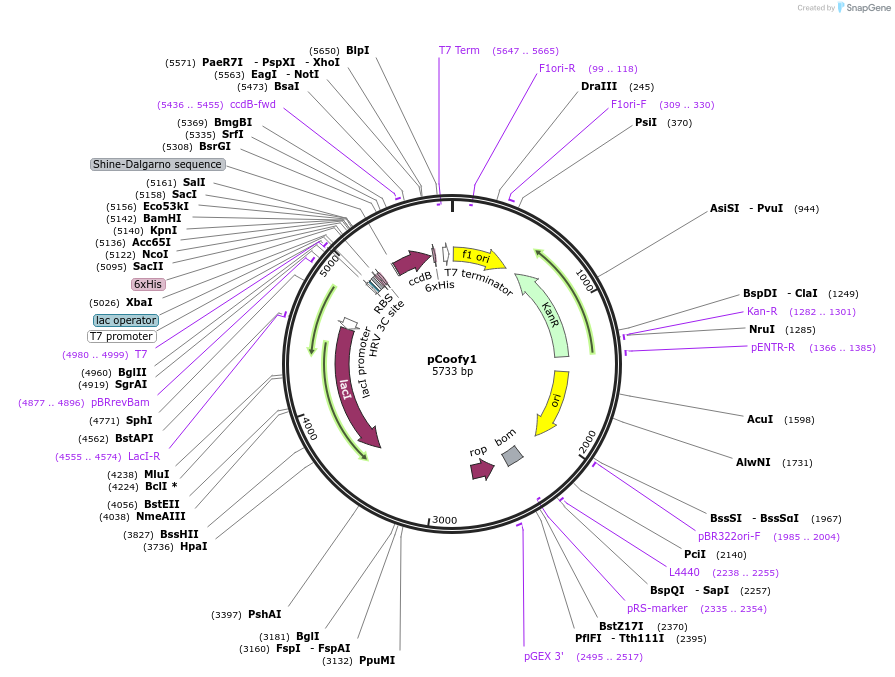 43974-plasmid-map-sequence-id-464537