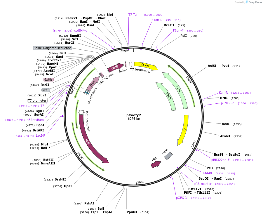 43981-plasmid-map-sequence-id-464538