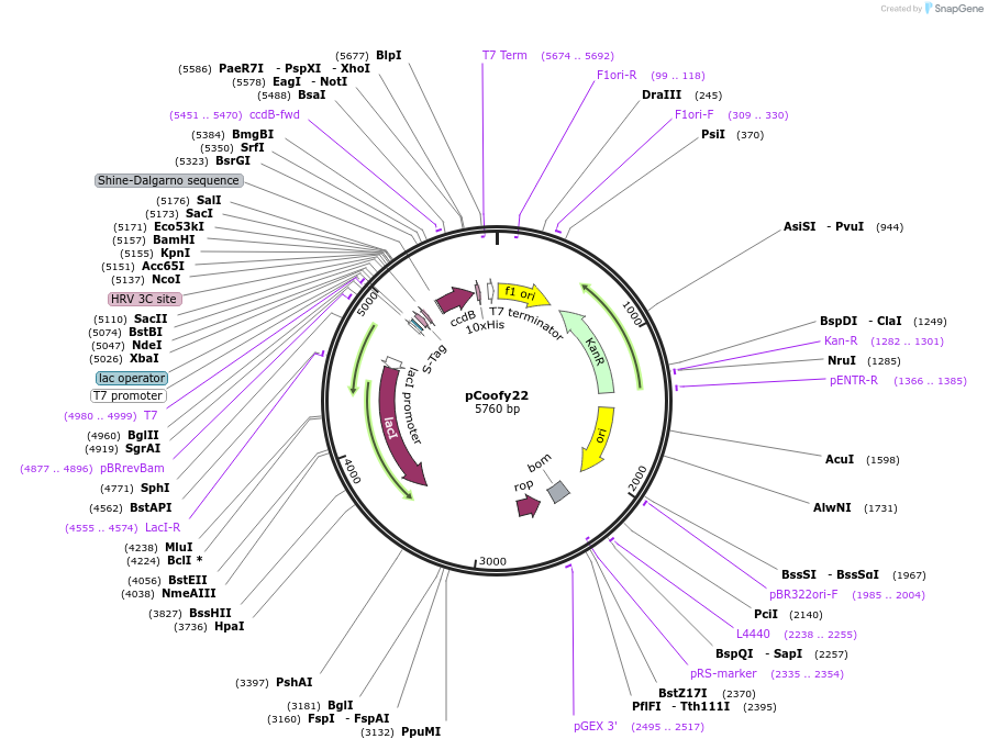 43992-plasmid-map-sequence-id-464539