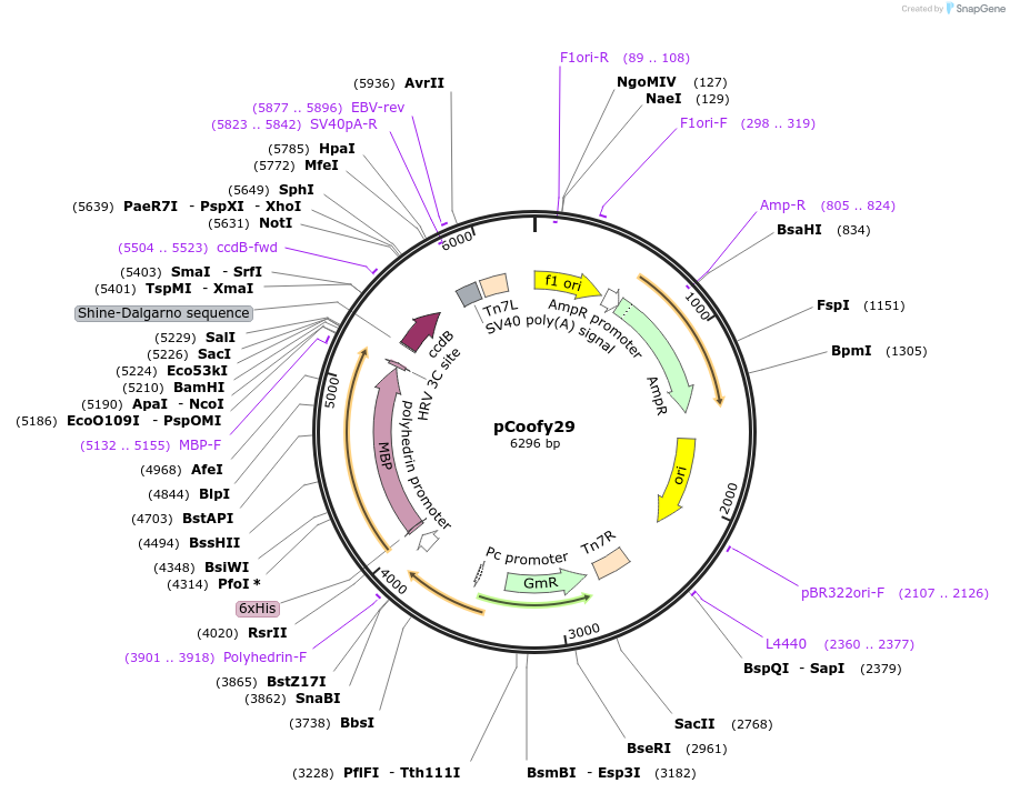 44005-plasmid-map-sequence-id-464541