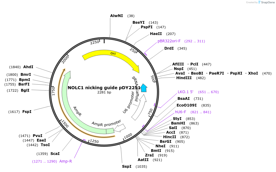 219861-plasmid-map-sequence-id-464560