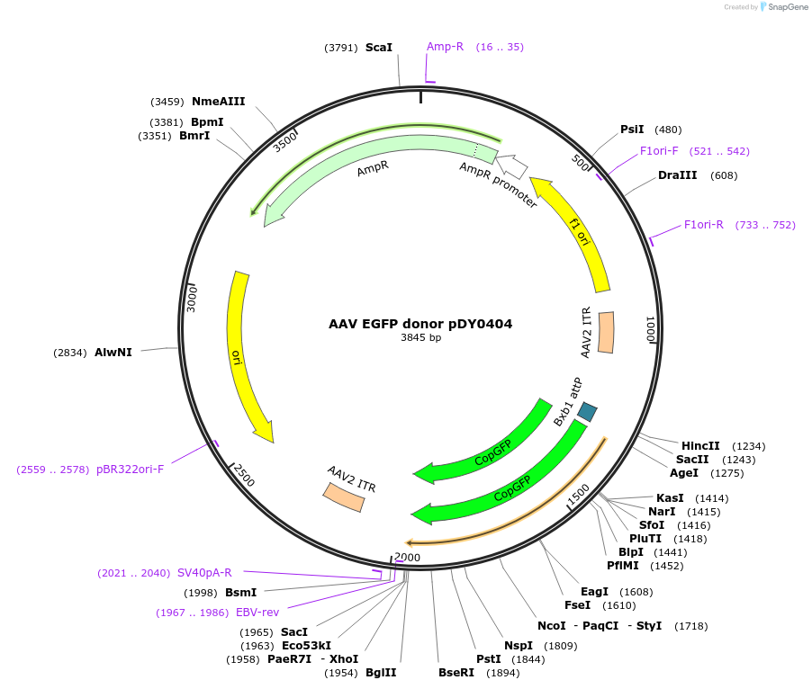 219862-plasmid-map-sequence-id-464561