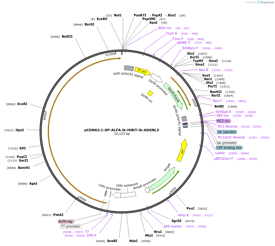 233062-plasmid-map-sequence-id-464571