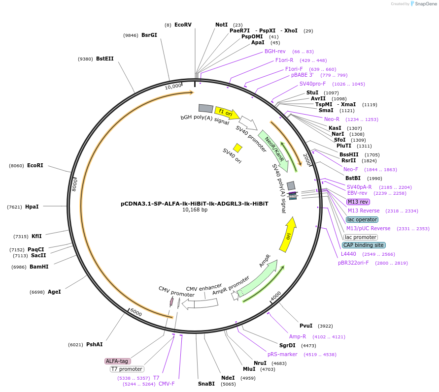 233064-plasmid-map-sequence-id-464574