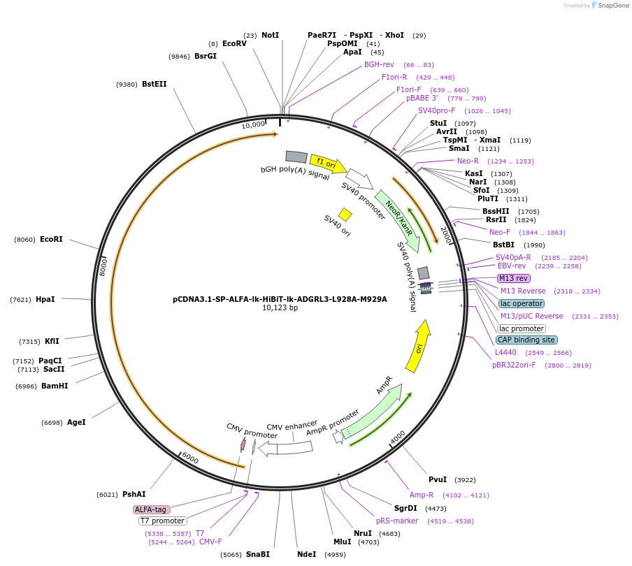 233065-plasmid-map-sequence-id-464575