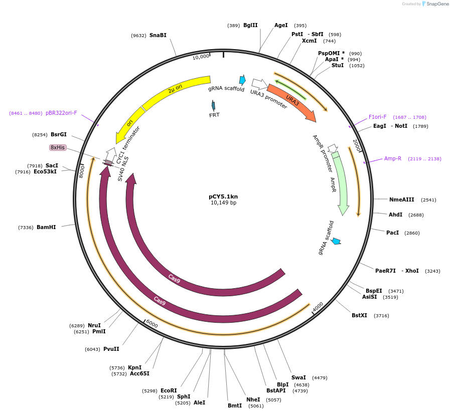 160298-plasmid-map-sequence-id-464598