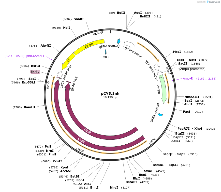 160299-plasmid-map-sequence-id-464600