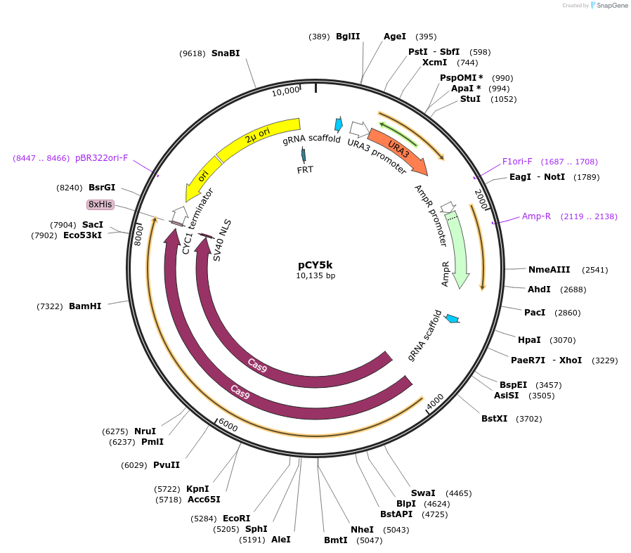 160294-plasmid-map-sequence-id-464601