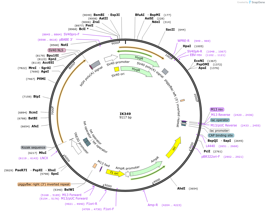 233655-plasmid-map-sequence-id-464615