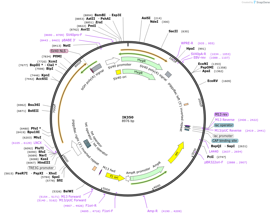 233656-plasmid-map-sequence-id-464618