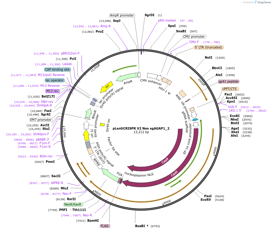 233247-plasmid-map-sequence-id-464620