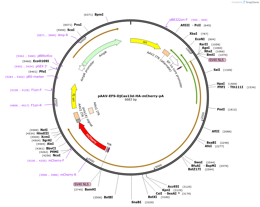 233030-plasmid-map-sequence-id-464623