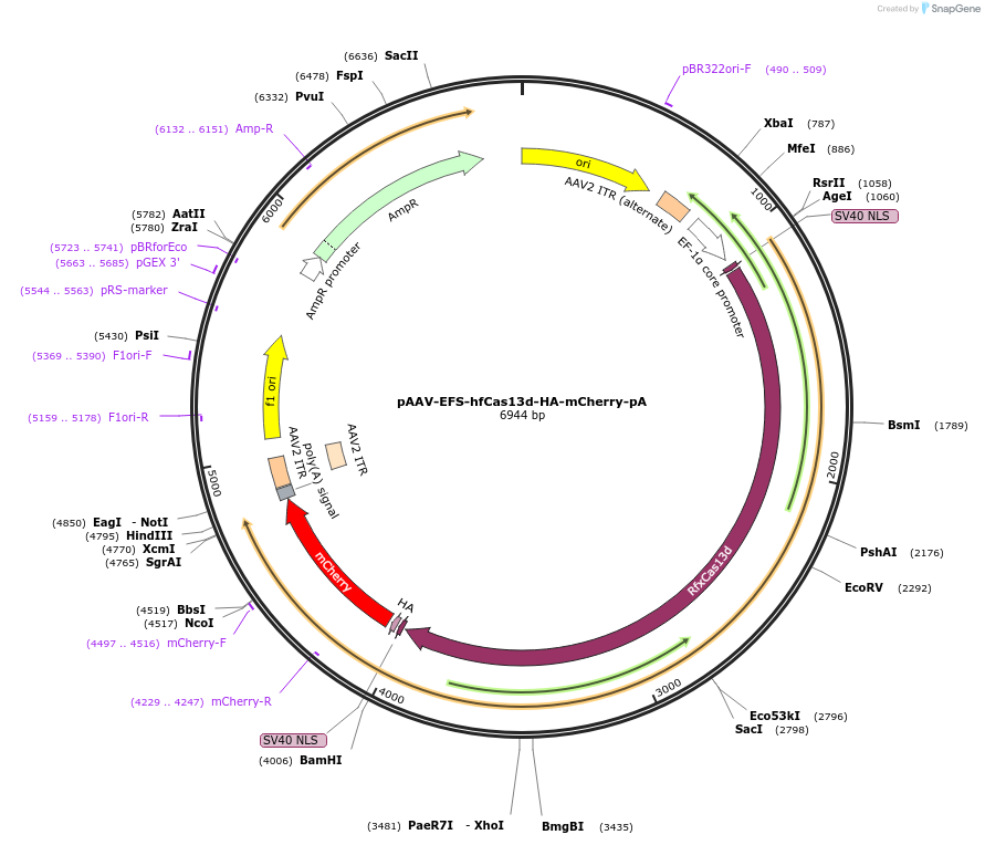 233029-plasmid-map-sequence-id-464625