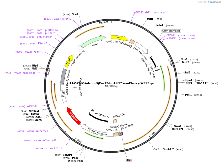 233033-plasmid-map-sequence-id-464626