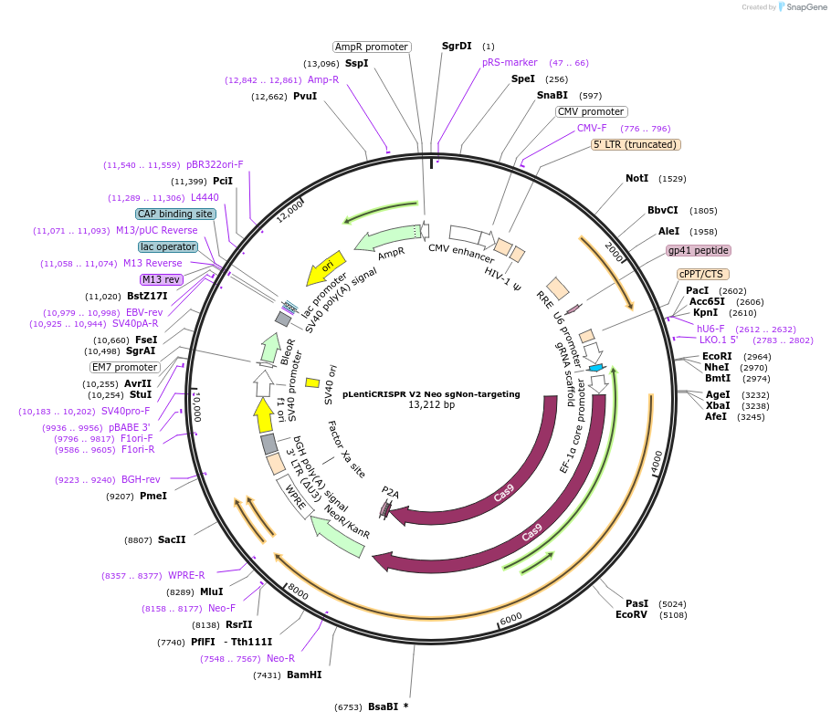 233244-plasmid-map-sequence-id-464627