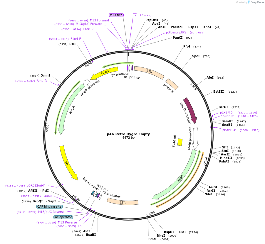234459-plasmid-map-sequence-id-464632