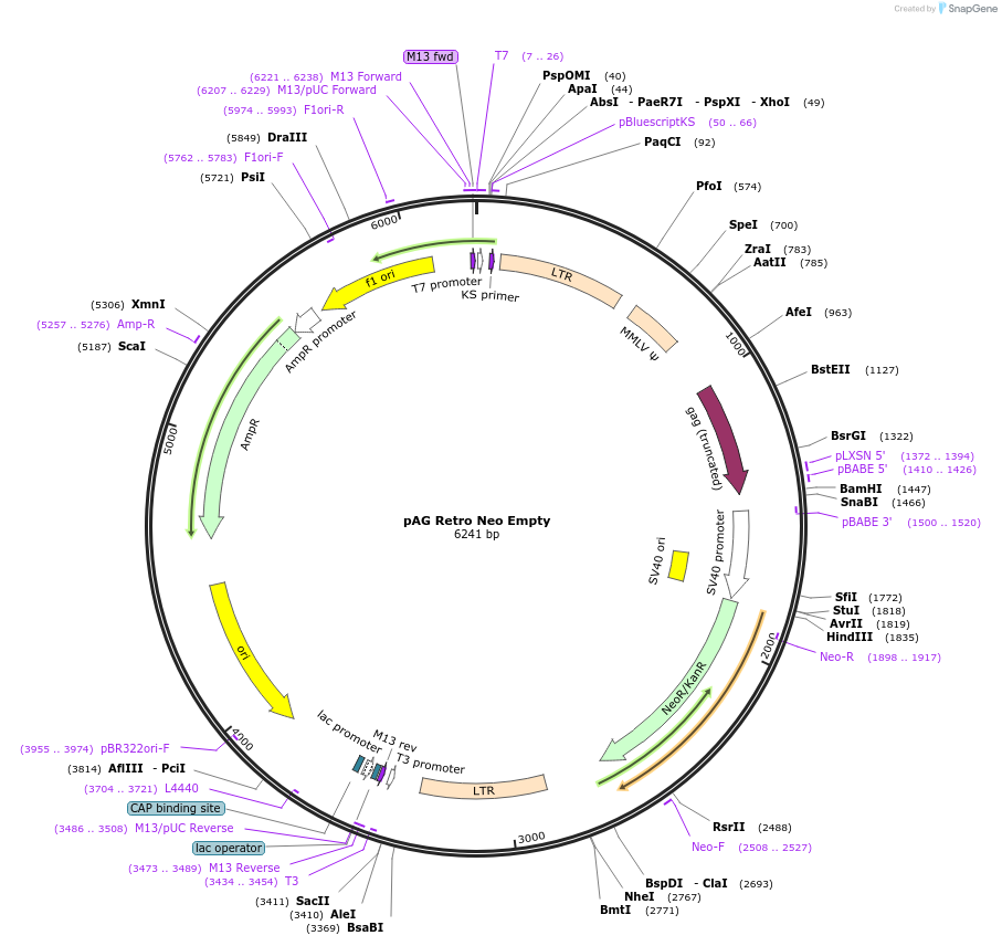 234460-plasmid-map-sequence-id-464633