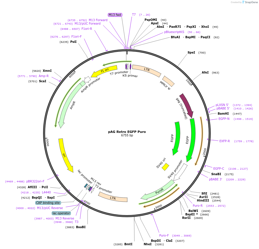 234463-plasmid-map-sequence-id-464635