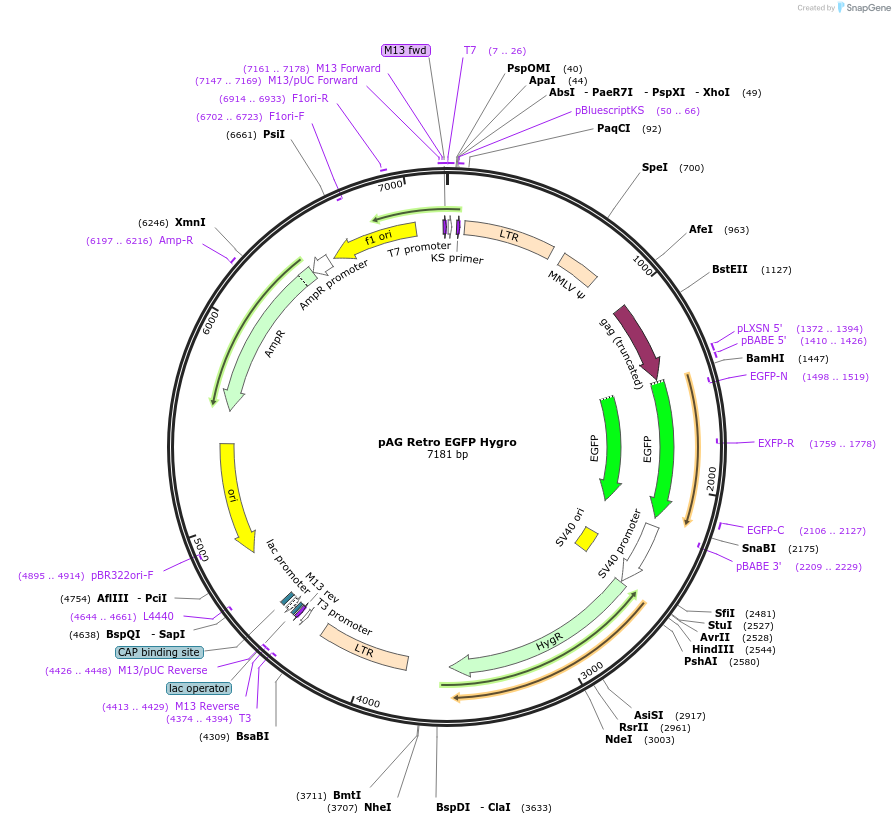 234462-plasmid-map-sequence-id-464636