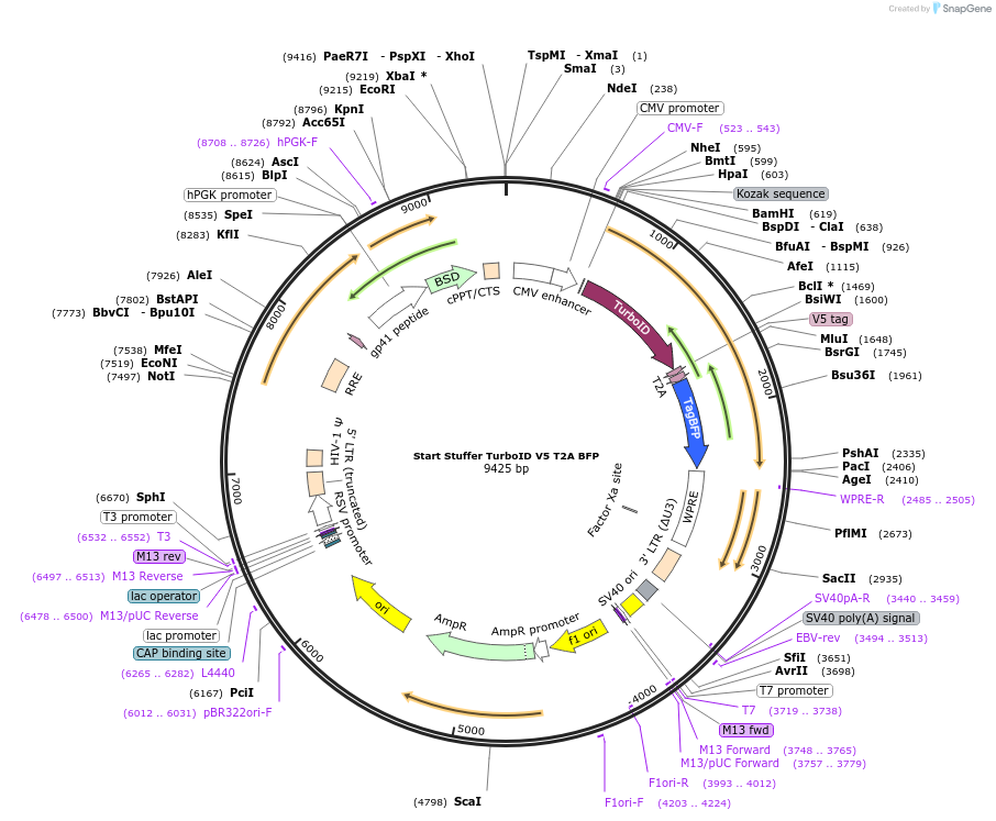233257-plasmid-map-sequence-id-464637