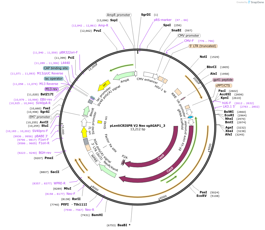 233248-plasmid-map-sequence-id-464638