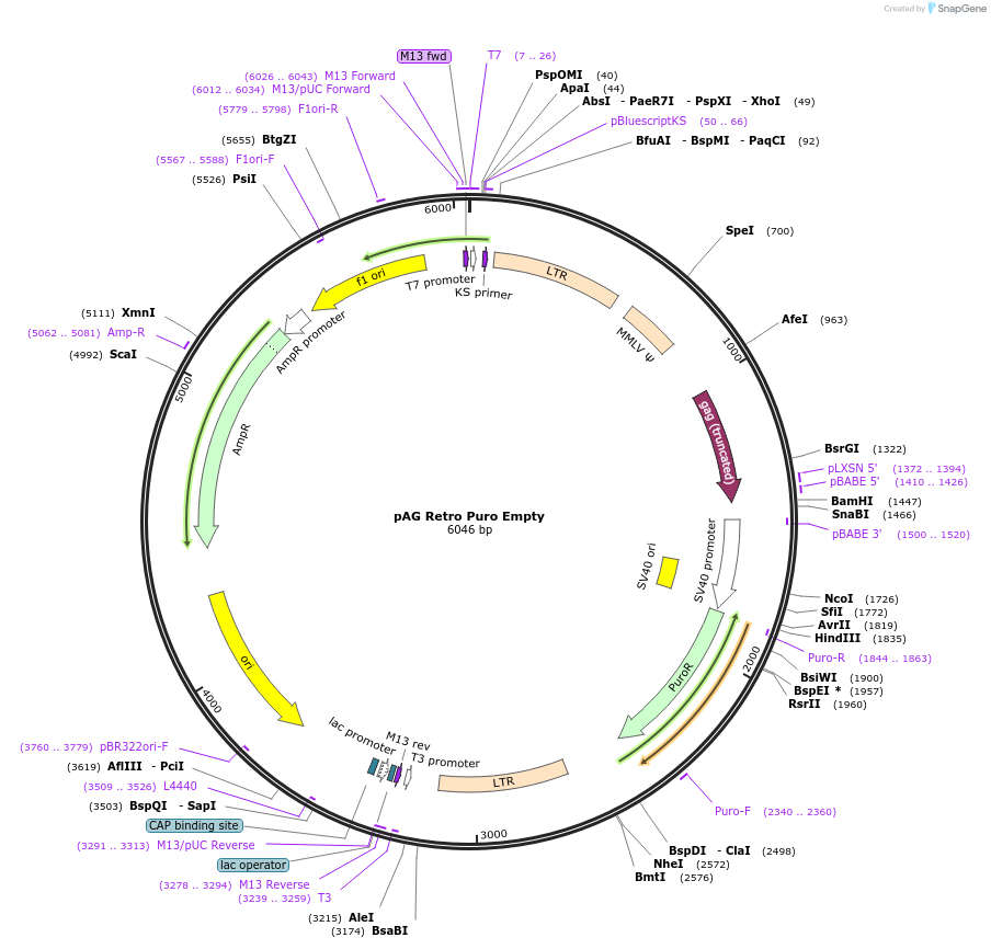 234458-plasmid-map-sequence-id-464639