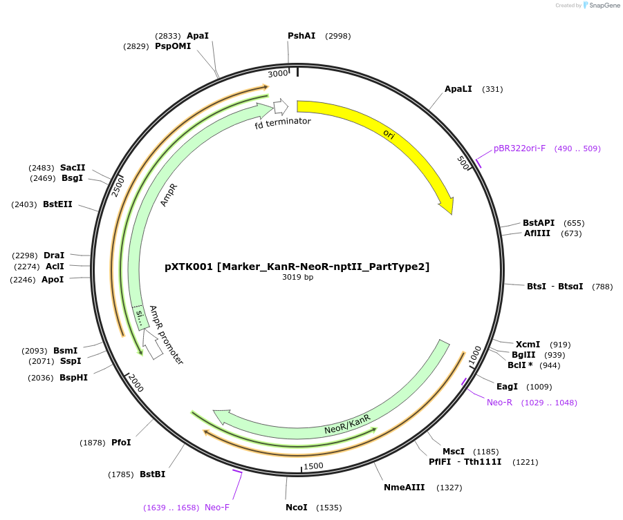 229238-plasmid-map-sequence-id-464641