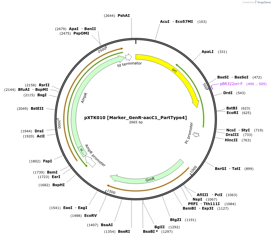 229247-plasmid-map-sequence-id-464648