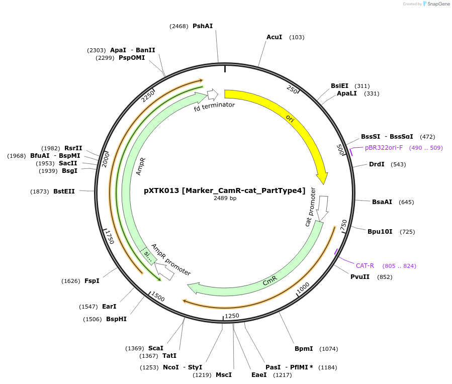 229250-plasmid-map-sequence-id-464649
