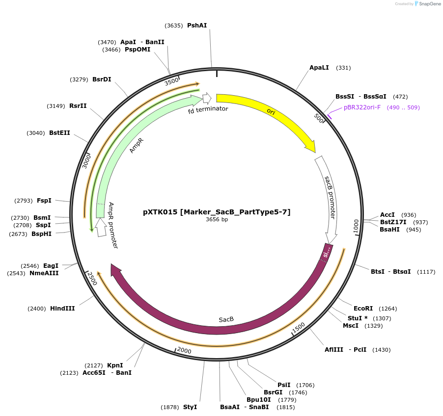 229252-plasmid-map-sequence-id-464651