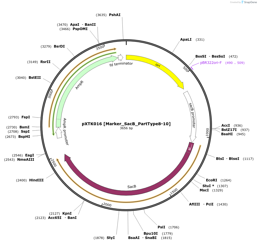 229253-plasmid-map-sequence-id-464652