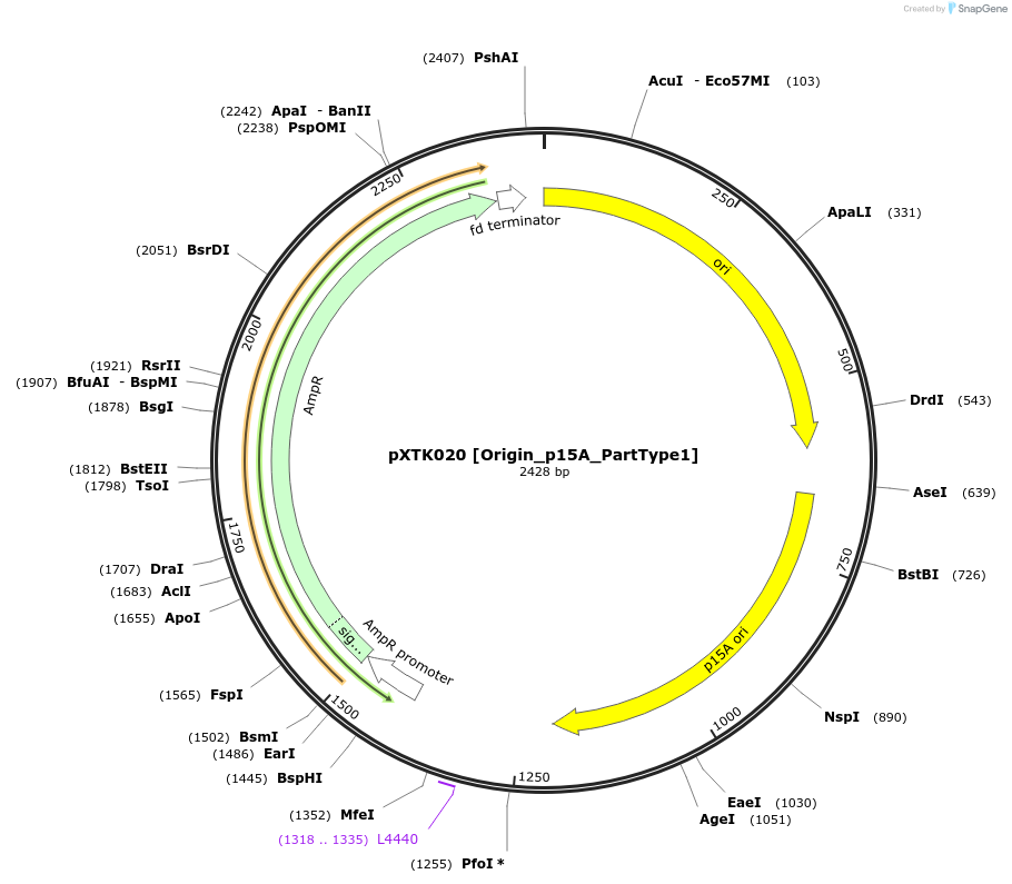229257-plasmid-map-sequence-id-464654