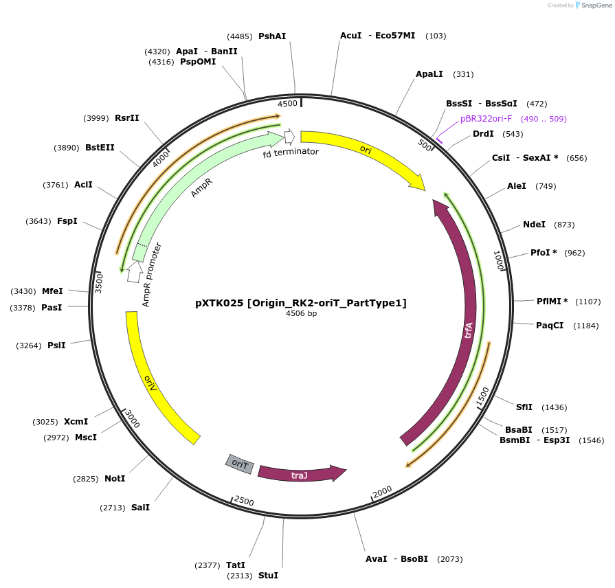 229262-plasmid-map-sequence-id-464657